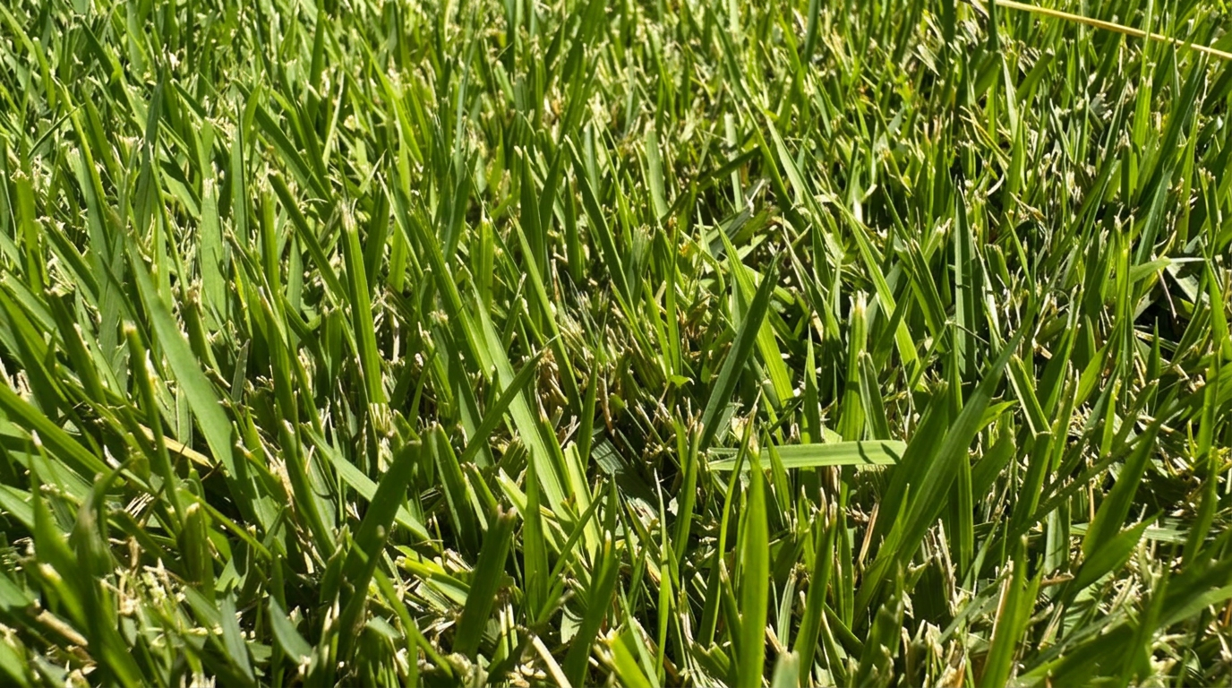 Meyer Zoysia sod grown by Apex Sod in Oklahoma