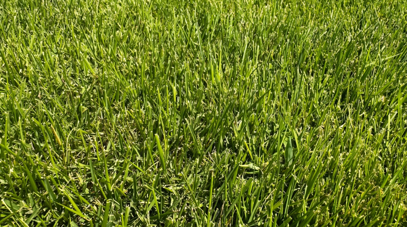 Matrella Zoysia sod grown by Apex Sod in Oklahoma