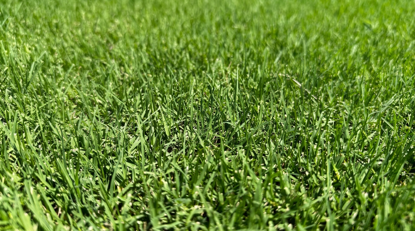 TifTuf Bermuda sod grown by Apex Sod in Oklahoma